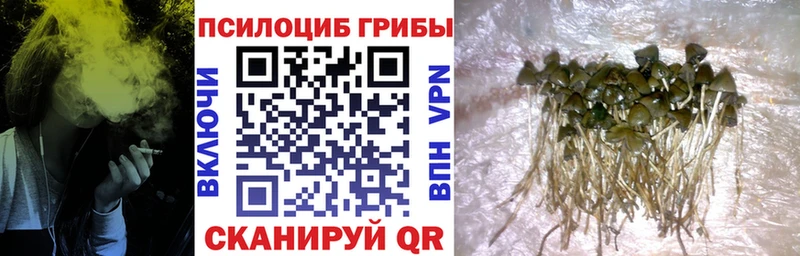 где продают   Калининград  Галлюциногенные грибы Magic Shrooms 